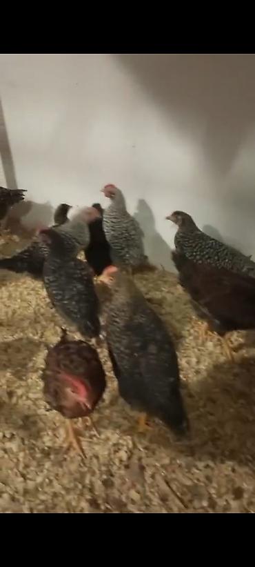 qaşqaldağ quşu: Tam saglam qurdndermanl verilmis vaksin olunmus colpalar satllr esil — 1