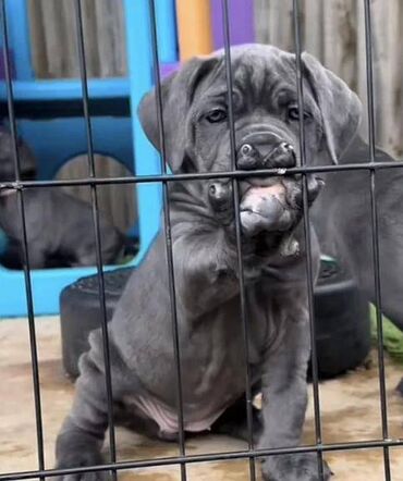 Psi: Ako tražite vernog člana porodice, obratite se nama i postanite — 19