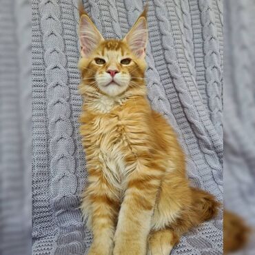 Other: Maine coon Kittens για δωρεάν υιοθεσία Προσφέρουμε υγιεινά και