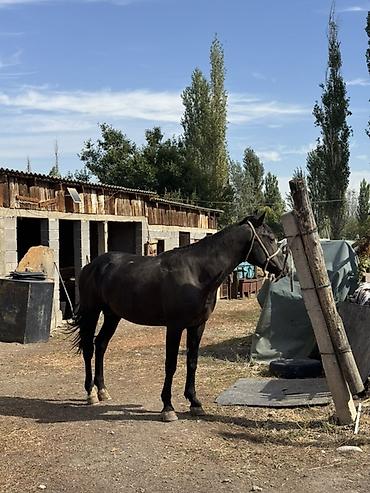 А/ч жаныбарларын сатам: Сатам | Жылкы (эркек), Байтал | Аргын | Көбөйтүү үчүн, Жумушка, Ат спорту — 7