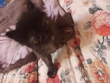 манчкины цена: Котята, помет из трех малышей. - Окрас: - белый с серыми пятнышками и — 2