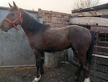 Лошади, кони: Продаю | Кобыла (самка) | На забой — 3