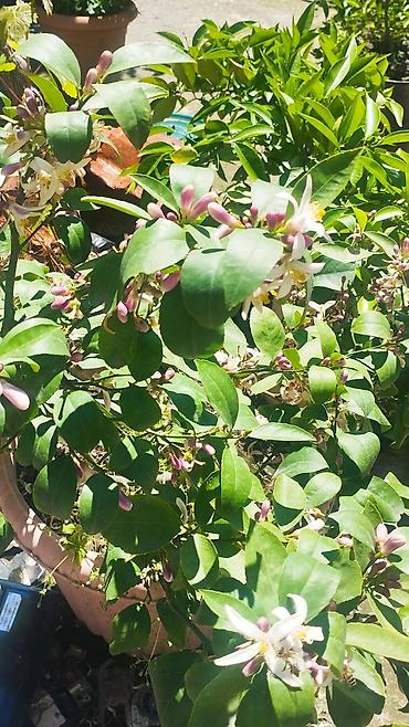 aci bibər: Saksıda ətirli limon ağacı (Citrus limon) – bol çiçəklidir. Məhsul — 1