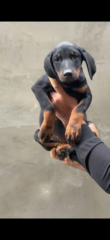pıttbull ıt: Doberman, 2 ay, Dişi, Peyvəndli — 2