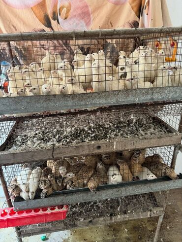 Товары и оборудование для с/х животных: Продается клетка для перепелок — 10