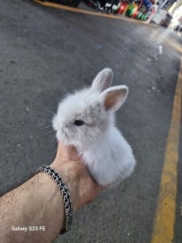 Dovşanlar: Ağ, tüklü karlik dovşan - Cinsi: karlik dovşan/ ev dovşanı - Rəng — 9