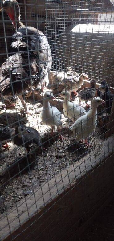 bala pişik pulsuz: Hind quşu balları biri 12 manat 1 aylıq Dilar 19 denediler