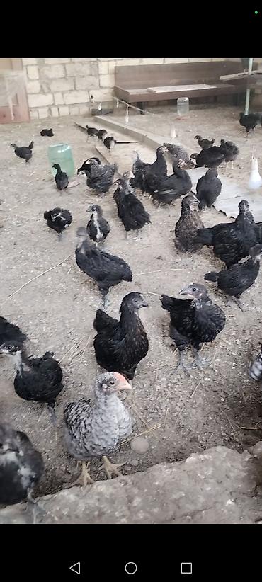 qarğa balası satılır: Toyuq cücələri, Ətlik — 2