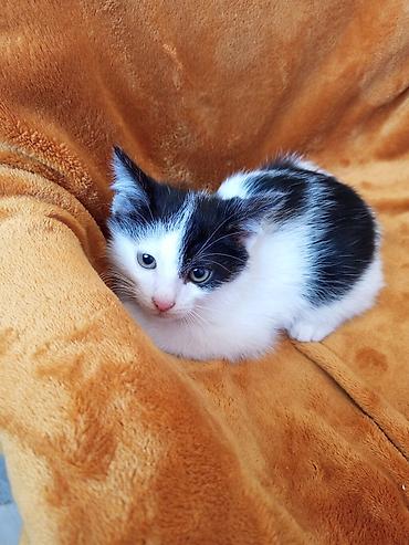 отдам даром котят бишкек: Кошка даром: Беспородная, 2 месяца, Мальчик — 6