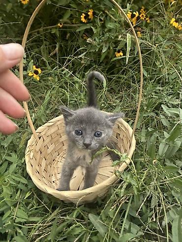 Мышык бекер берем: Котята, 2 малыша. На фото — один серый котёнок и один бело-серый. Серо — 4