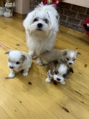 İtlər: 1 ay, Erkek, Peyvəndli — 5