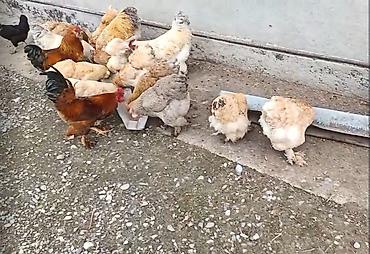 ördək balası və cücə: Burama colpalari satilir.Xoruz,Fere.Fereleri yumurtlayir.3-4 kilo et — 1