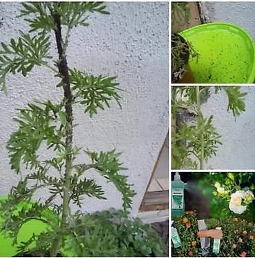 Kućna hemija i proizvodi za kuću: Limes – domaća sredstva za čišćenje i negu - Limes Sjaj Abraziv (600 — 68