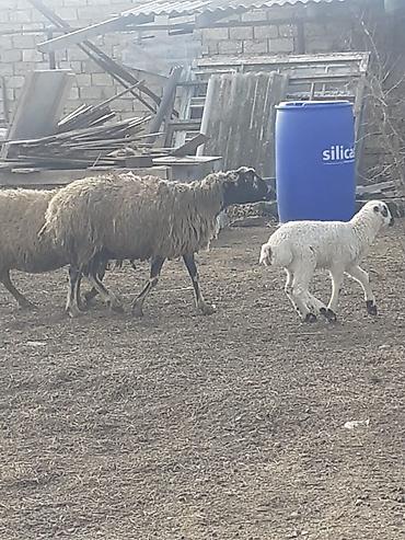 Qoyunlar, qoçlar: Salam 10 ana 10 bala balalar 2 aylıqdı analarda bordag heyvanlardı — 9
