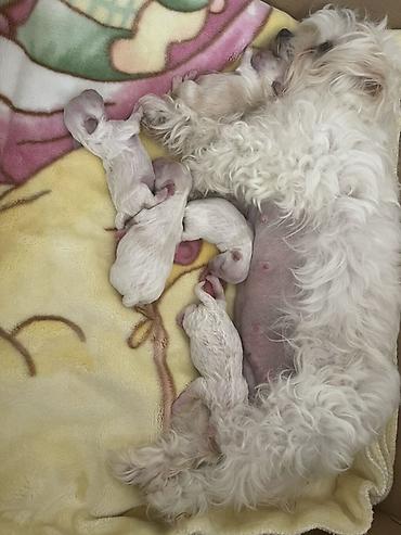 afcarka balası: Maltipoo (Maltese bişon) balaları – ağ, yumşaq və hipoallergen tüklü — 4