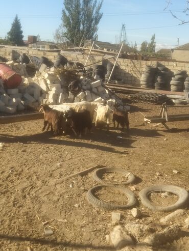 Keçi, çəpiş: Qoyun-keçi təsərrüfatı üçün erkək və dişi keçilər - Cins: yerli — 5