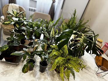 Монстеры: Монстера вариегатная — черенки: - Монстера Альба «Мраморная»: срез — 2