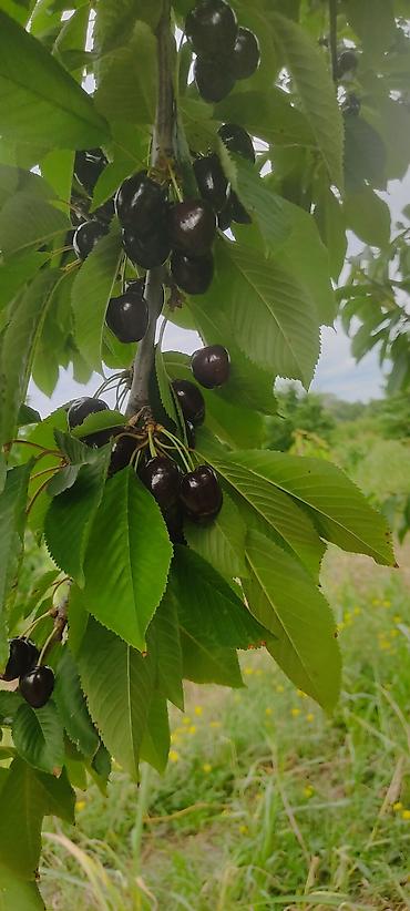 meyvə bağı: Salam bağ sexsi özümə aitdr bağı barter məsələside var bağı Bakıda — 8
