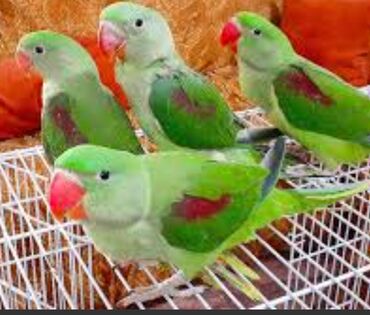 Птицы: Александрийские попугаи птенцы. Хорошо учиться разговаривать и