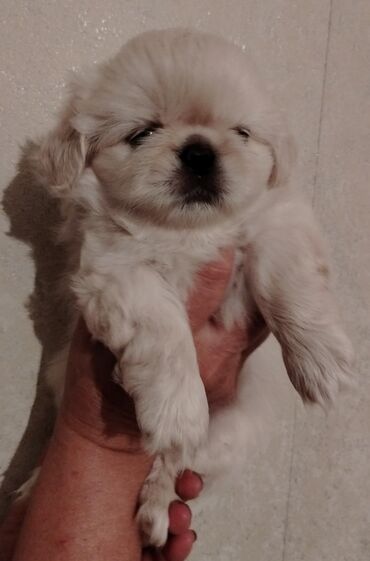 купить собаку пекинес: Pekines, 1 ay, Erkek