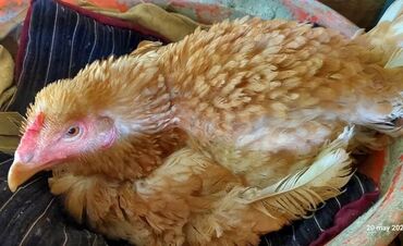 Digər quşlar: 7 eded kürt toyuq var hamısı heyratıdır qeşeng sortdur. Qubadadır