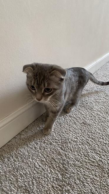 Продажа кошек: Шотландский вислоухий котенок (Scottish Fold), окрас серебристый — 4