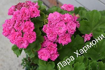 Герани и пеларгонии: Продаю сортовые розебудные пеларгонии, есть и старые хорошие сорта — 16