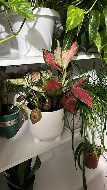 куст: Замиокулькас (ZZ plant) в горшках разных размеров. - — 4