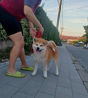 nemački ovčar: AKITA INU – VRHUNSKO FCI LEGLO | KUMA KAI KENNELS Odgajivačnica Kuma — 2