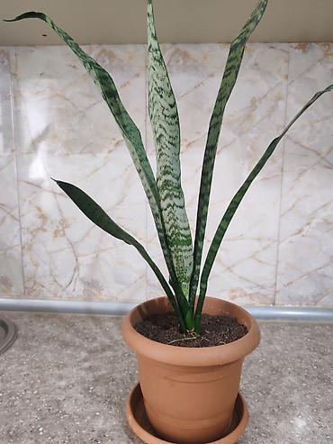 Otaq bitkiləri: Sansevieria gülü satılır - Bitki: Sansevieria trifasciata — 5