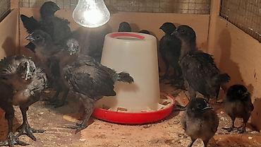 qus: AYAM GEMANI CUCELERI SATISDA
 055 955 05 20 
14AZN — 5