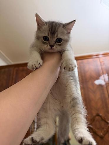 Pişiklər: Tabbi, Erkək, Yaxşı əllərə, Ünvandan götürmə — 9