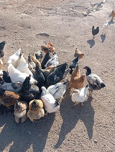 Продам с/х животных: Продаю | Куры | Домашняя | Для разведения — 7