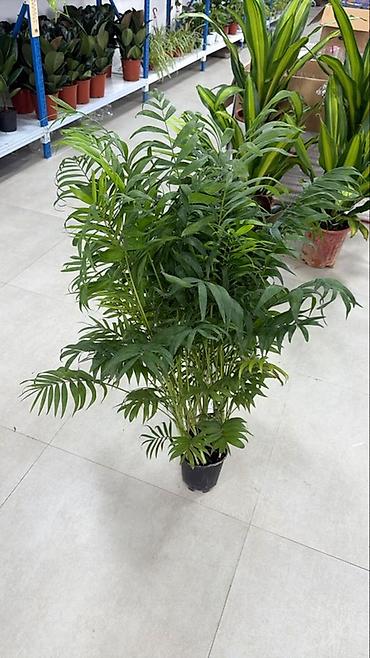 ножницы для обрезки кустов: Хамедорея (Chamaedorea elegans, «пальма бамбуковая») в горшке. - — 3