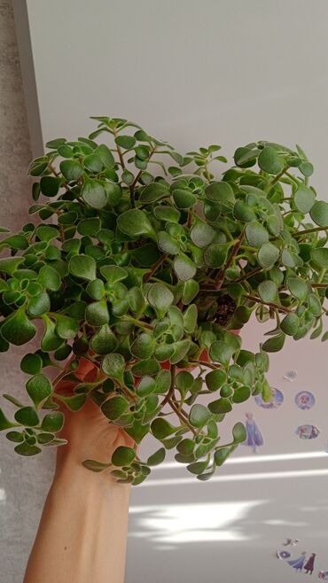 Комнатные растения: Продаю красивое миниатюрное дерево любви или аихризон, который
