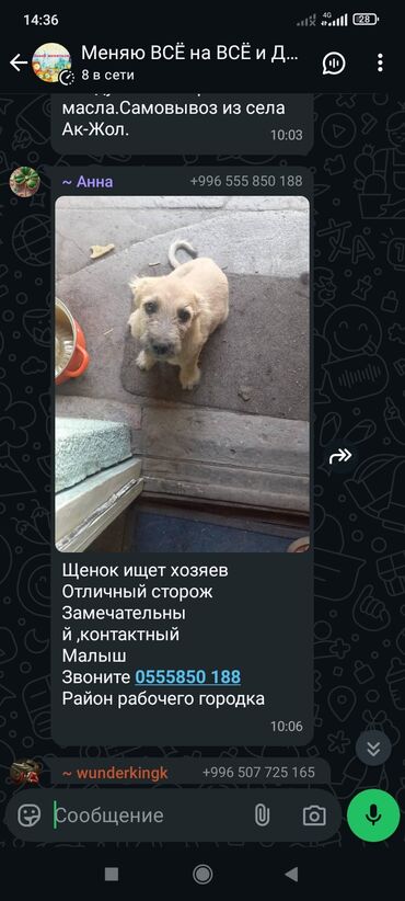 как заказать кошку: Девочка