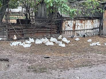 цыплята простые: Домашние утки, молодняк разного окраса (преимущественно белые, есть — 2