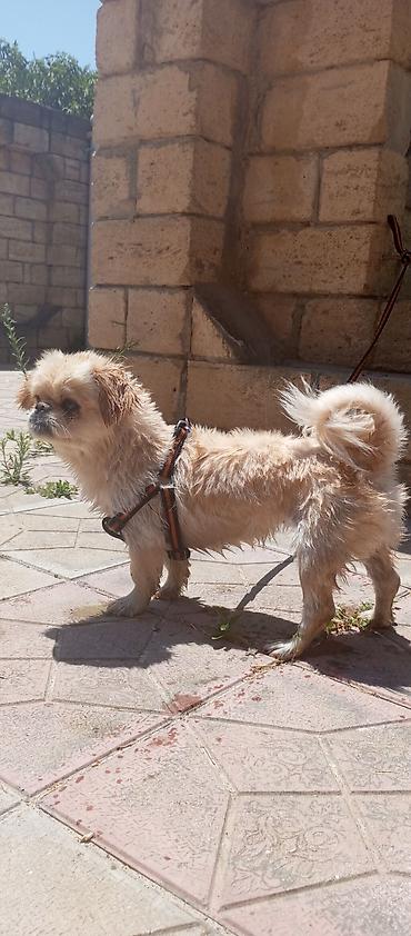 akvarium az: Pekines, 1 il, Dişi — 4