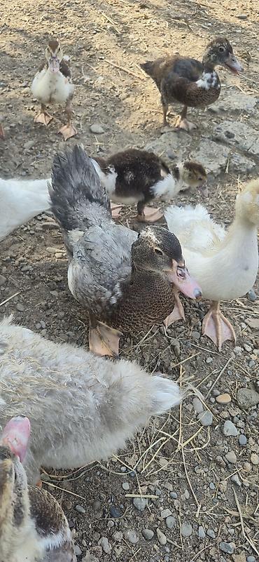 ordəy balası: Muscovy (indoutka) ördək balaları - Cins: Muscovy/indo ördək - Yaş — 10