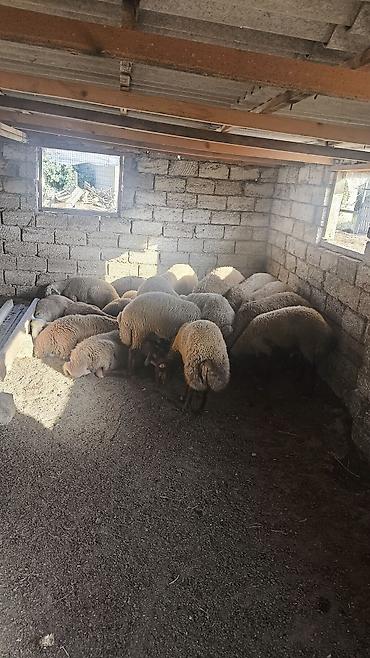 qoyun bazari: Quzu, Erkək, ay: 1, Ünvandan götürmə — 1