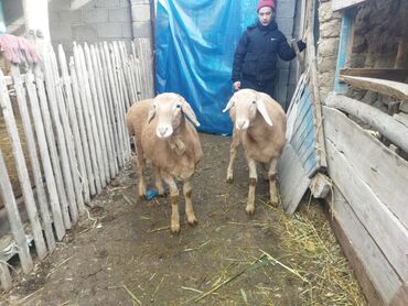 Баран, овца: Продаю | Баран (самец) | Для разведения | Осеменитель — 5