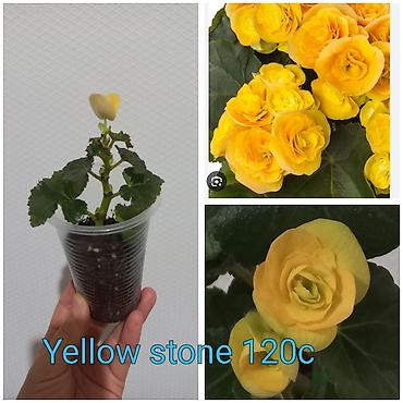 Бегонии: Бегонии и абутилон — укоренённые саженцы в стаканчиках/горшочках. 1) — 7