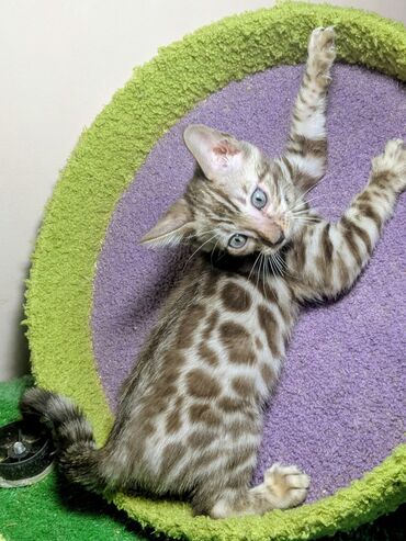 Продажа кошек: Бенгальская, 2 месяца, Мальчик, С документами, Приучена к лотку, Проглистована — 1