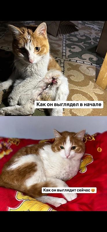 домашний кот: Кошка даром: Беспородная, Мальчик, Приучена к лотку — 1