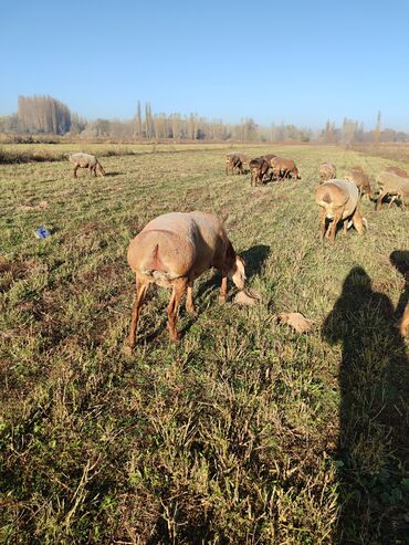 питбуль вязка: Продаю | Овца (самка) | Для разведения | Матка