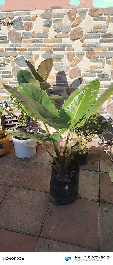 Filodendron (Philodendron) – iri, parlaq yaşıl yarpaqları olan