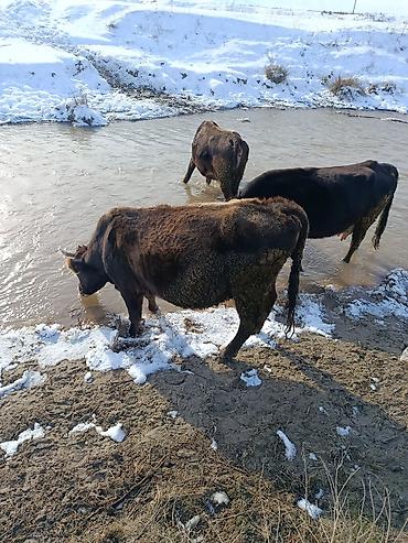 Коровы, быки: Продаю | Корова (самка) | Для молока — 14