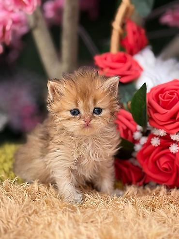 Pişiklər: Qızıl şinşilla, Erkək, Dişi, Yaxşı əllərə, Ünvandan götürmə, Pulsuz çatdırılma, Ödənişli çatdırılma — 2