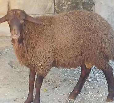 Təcili satılır
razılaşmaq olacaq
erkek quzu 29 kilo diri cəki lalafo.az -da Təcili satılır
razılaşmaq olacaq
erkek quzu 29 kilo diri cəki