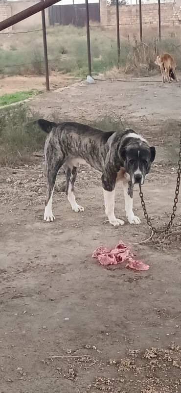 собаки в добрые руки бесплатно: Alabay, 2 il, Erkek, Peyvəndli, Rayonlara çatdırılma